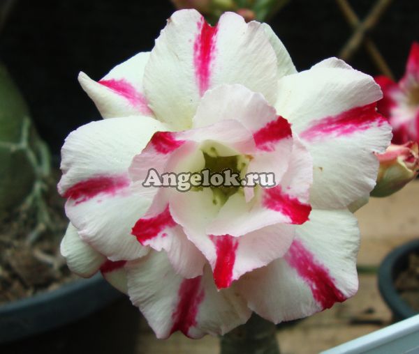 фото Адениум (Adenium obesum Day light) от магазина магазина орхидей Ангелок