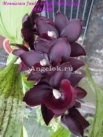 Черная орхидея (Monnierara Jumbo Delight 'Black Onyx') взрослая