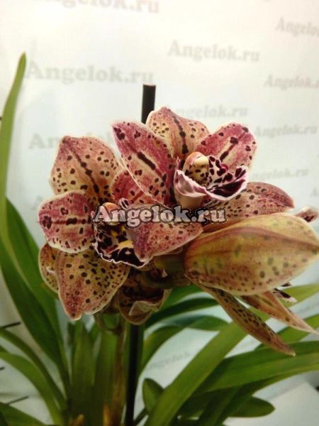 фото Цимбидиум пятнистый (Cymbidium Magic Vogel) от магазина магазина орхидей Ангелок