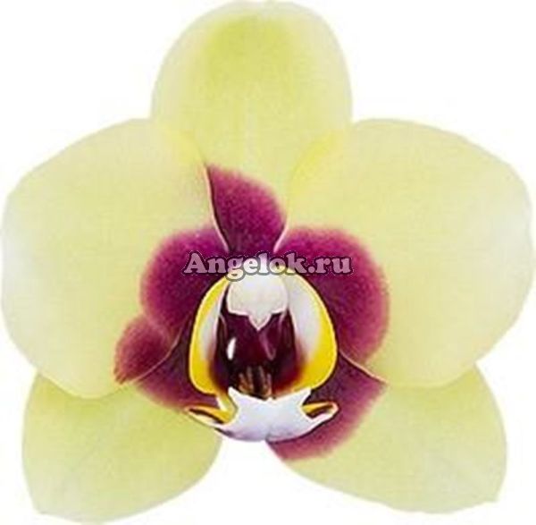 фото Фаленопсис детка (Phalaenopsis Deep Secret) от магазина магазина орхидей Ангелок