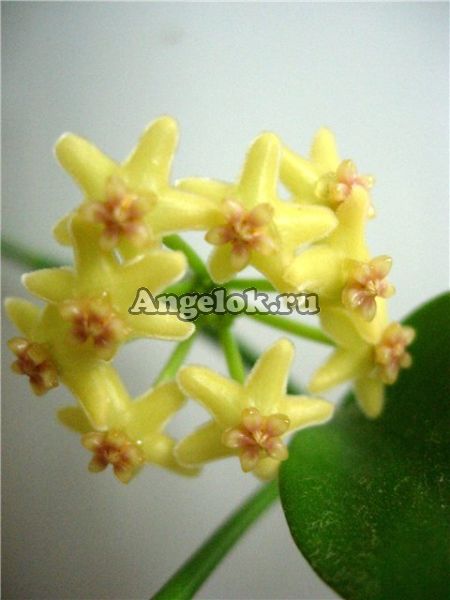 фото Хойя Биакенсис сплеш (Hoya Biakensis splash) черенок от магазина магазина орхидей Ангелок