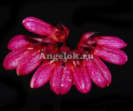Бульбофиллум венчиконосный детка (Bulbophyllum corolliferum)