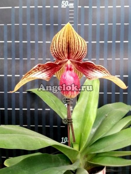 фото Пафиопедилум (Paph.rothschildianum × hangianum) Тайвань от магазина магазина орхидей Ангелок