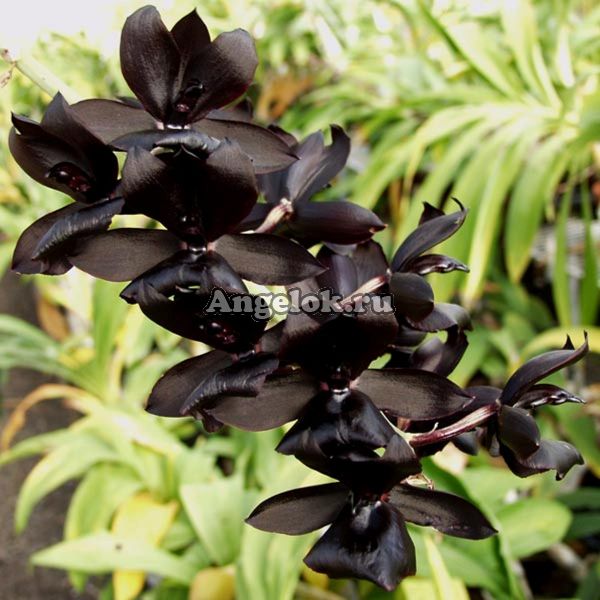 Черная орхидея (Monnierara millennium magic 'witchcraft'AM/AOS)
