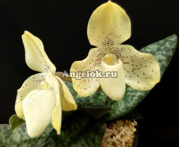 Пафиопедилум конколор (Paphiopedilum concolor)