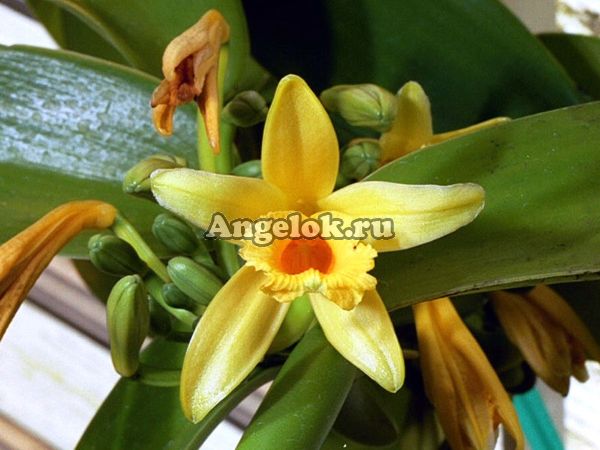 Ваниль плосколистная (Vanilla planifolia) черенок