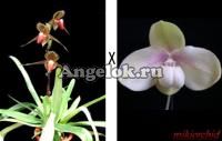 Пафиопедилум (Paph.rothschildianum × hangianum) Тайвань